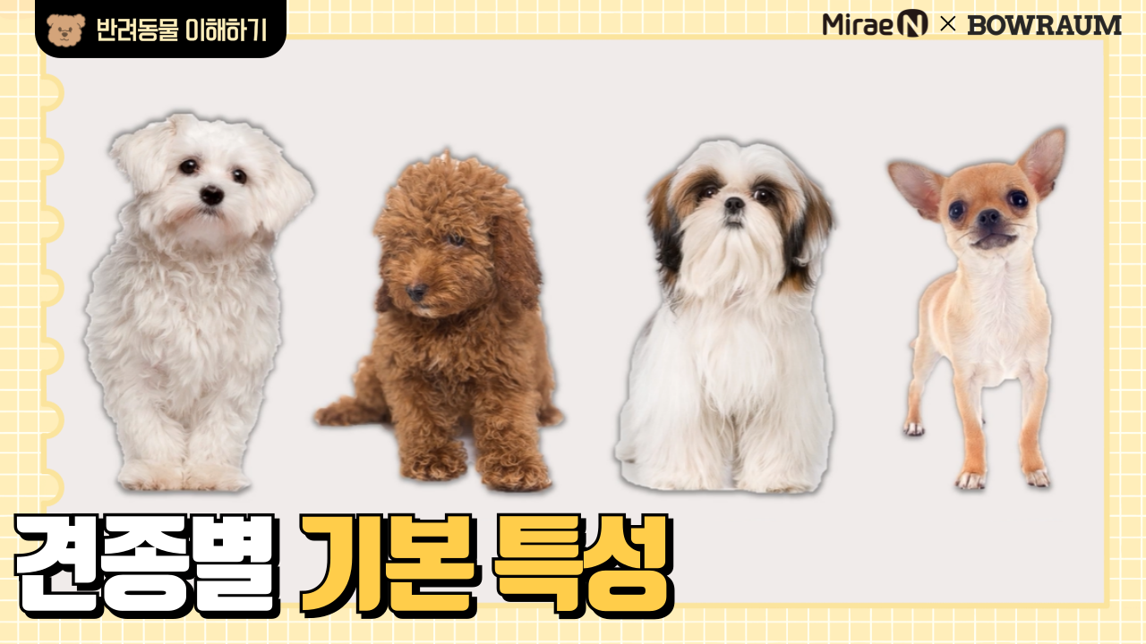 견종별 기본 특성