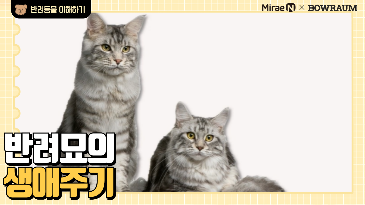 반려묘의 생애주기